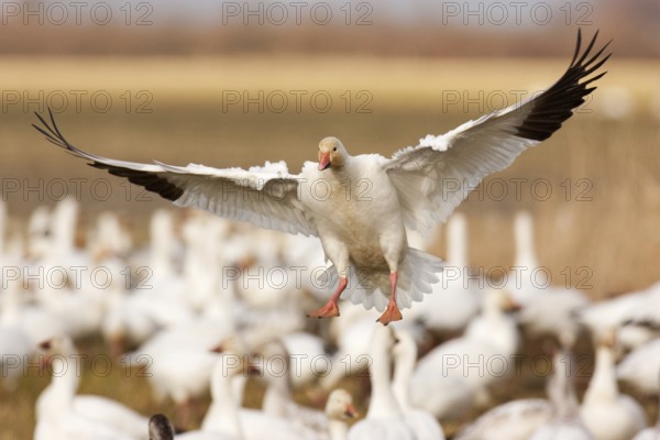 Snow Goose (Anser caerulescens) flying, British Columbia, Canada