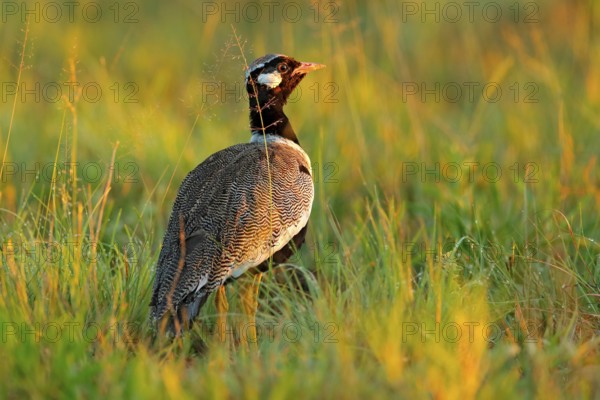 Southern black korhaan bustard, Afrotis afra, bird in the grass, morning light, okavango delta, Moremi, Botswana. Wildlife scene from African nature. Sunrise in nature