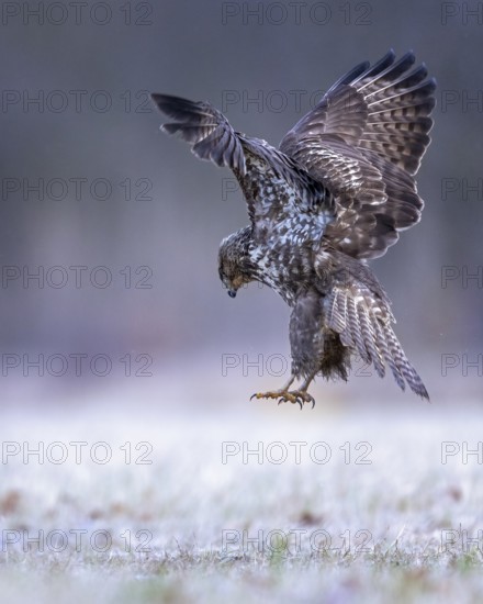 Common Buzzard (Buteo buteo) landing, Saxony-Anhalt, Germany