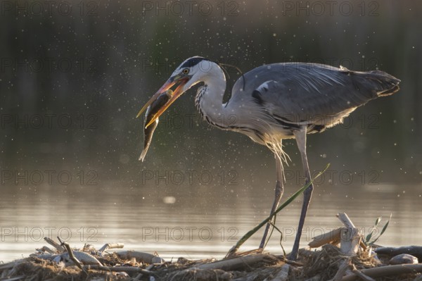 Grey Heron (Ardea cinerea) with fish prey in beak, Subotica, Serbia