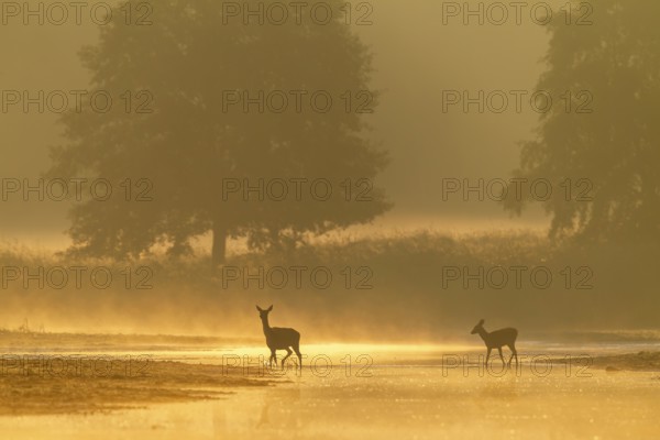 Red deer (Cervus elaphus) and calf crossing a small river in the first morning light, morning mist, mystical, rutting season, deer rutting, September, Germany