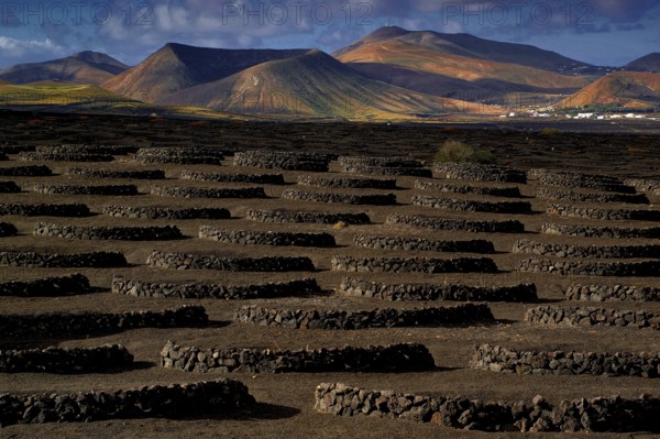 Canary Islands, Lanzarote, La Geria, Lanzarote, Canary Islands, Spain