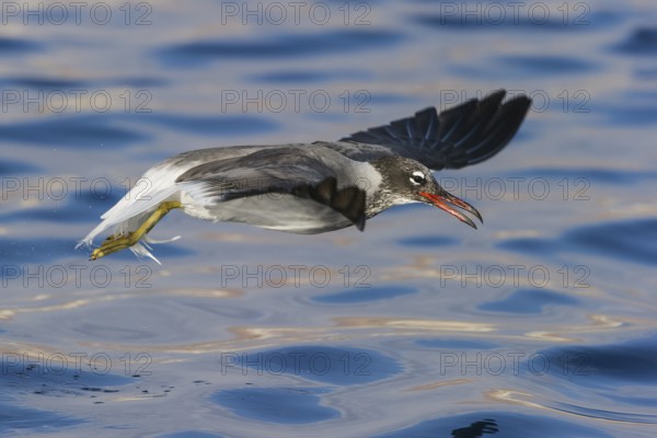 White-eyed Gull (Ichthyaetus leucophthalmus) flying, Eilat, Israel