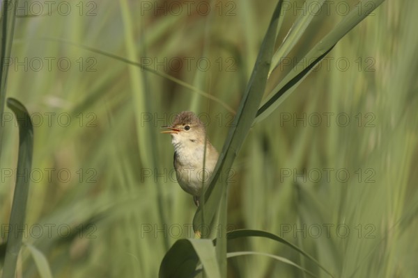 Eurasian Reed Warbler (Acrocephalus scirpaceus) singing, Lower Saxony, Germany