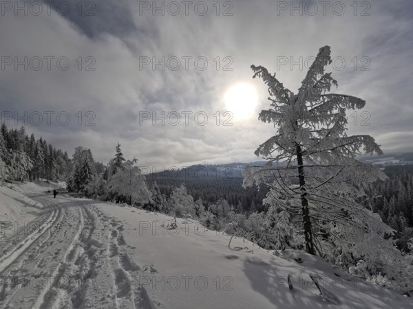 Snowy landscape with path under the sun, winter peace, Rennsteig, Thuringian Forest