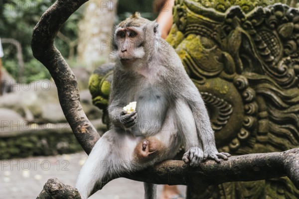 A monkey perched on a branch enjoys a piece of fruit in Bali. The background features intricate carved stone, adding cultural depth. Lush green surroundings enhance the jungle setting