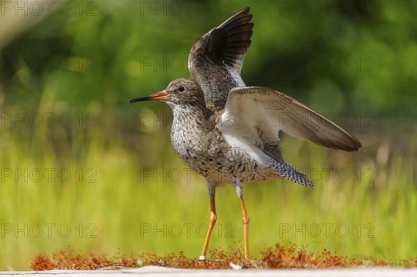 Bird with spread wings standing on grassy area in sunny surroundings, redshank, (Tringa totanus), France