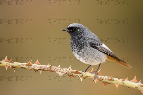 Black Redstart (Phoenicurus ochruros) male perched on a thorny branch, Aragon, Spain