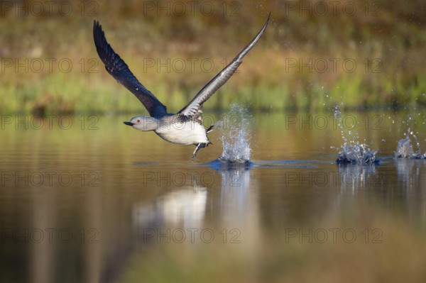 Red-throated diver (Gavia stellata) in breeding plumage on a lake in Sweden, Knuthöjdsmossen, Hällefors, Örebro län, Sweden