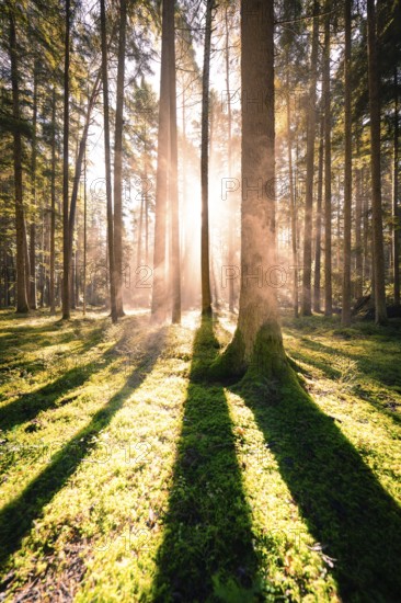 Rays of sunlight penetrate the tall trees and cast long shadows on the moss-covered forest floor, Calw, Black Forest, Germany
