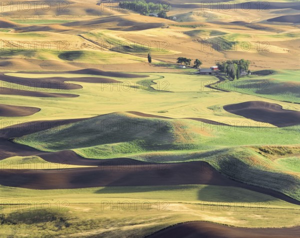 The Palouse region's rolling hills display a patchwork of tilled soil and ripening wheat fields in summer, with golden and green hues creating a stunning natural pattern