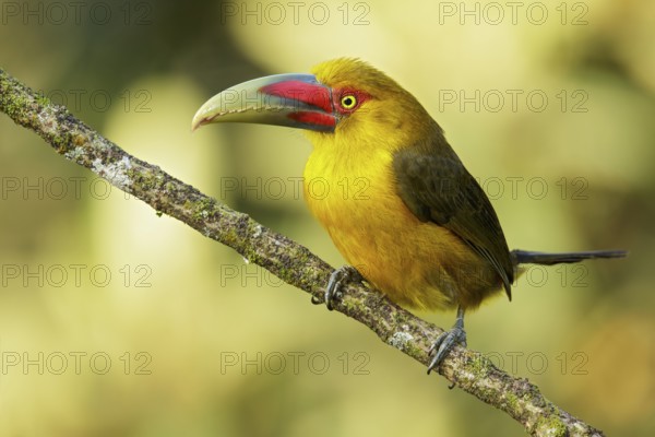 Saffron Toucanet (Pteroglossus bailloni) perched on a branch in the Atlantic Rainforest Region of Brazil