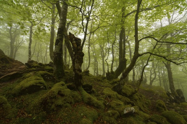 Discover a magic forest scene, featuring lush greenery, towering trees, and emerald moss covering the forest floor, creating a mystical and peaceful atmosphere in the Pyrenees