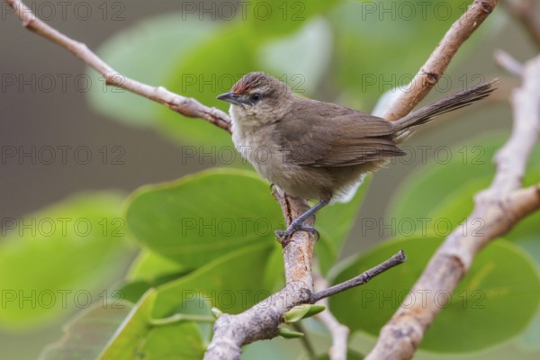 Common Thornbird (Phacellodomus rufifrons) perched on a branch in the Atlantic rainforest of southeast Brazil