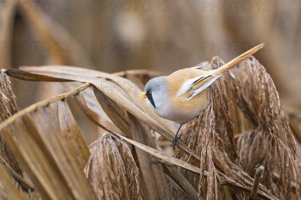 Bearded Reedling (Panurus biarmicus) male perched on reeds, Baden-Wuerttemberg, Germany