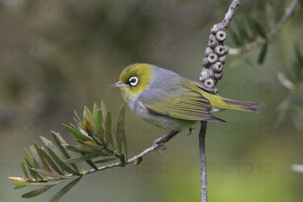 Silvereye (Zosterops lateralis) perched on a branch, Victoria, Australia