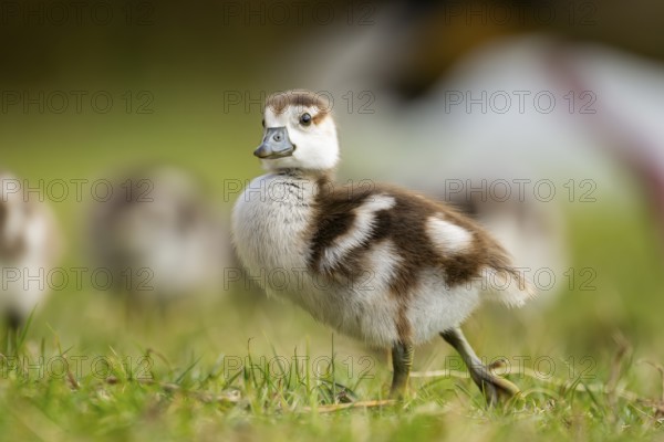 Egyptian goose (Alopochen aegyptiaca) cute chicks on a meadow at the shore of a lake, Bavaria, Germany