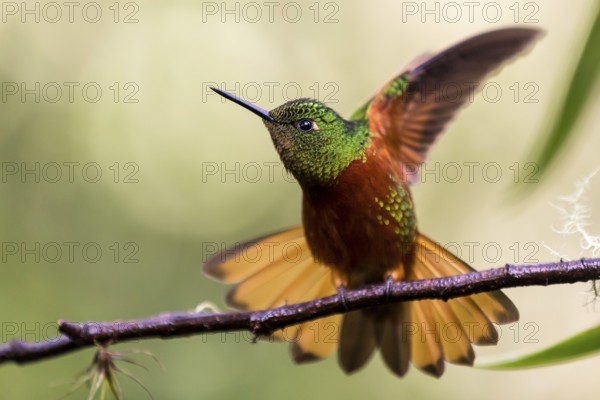 Chestnut-breasted Coronet (Boissonneaua matthewsii) flapping, Napo, Ecuador