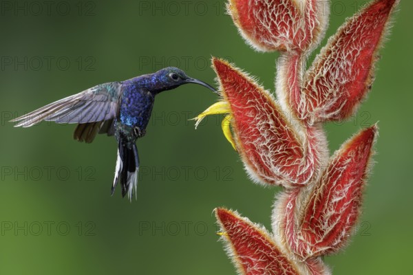 Violet Sabrewing (Campylopterus hemileucurus) flying and feeding at a flower in Costa Rica