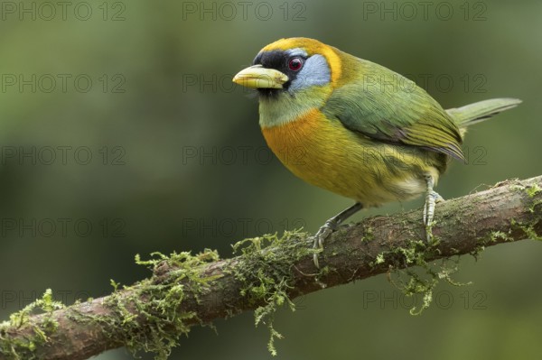 Red-headed Barbet (Eubucco bourcierii) perched on a branch in Colombia, South America