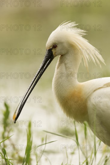 Eurasian Spoonbill (Platalea leucorodia), Serbia
