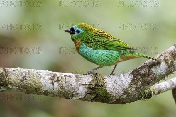 Brassy-breasted Tanager (Tangara desmaresti) perched on a branch in the Atlantic rainforest of southeast Brazil