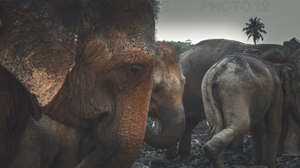 Group of elephants (elephas maximus) in the dark jungle with palm trees in the background, Pinnawela Elephant Orphanage, Sri Lanka