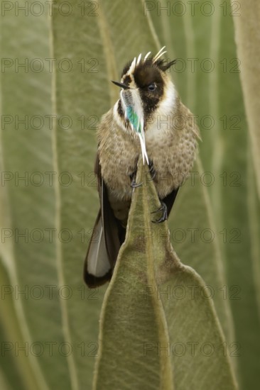 Green-bearded Helmetcrest (Oxypogon guerinii) perched on a branch in the Andes mountains in Colombia