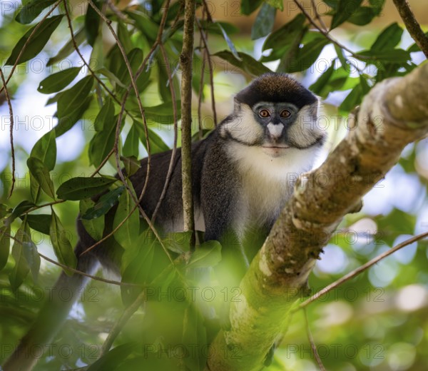 Red-tailed guenon or Congo white-nosed guenon (Cercopithecus ascanius schmidti), sitting on a tree, Bigodi, Western Region, Uganda
