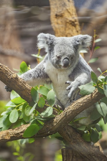 Koala (Phascolarctos cinereus) sitting on a tree, captive, distribution South Australia, Australia, Oceania