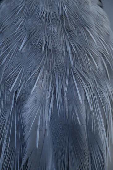 Grey heron (Ardea cinerea) adult bird close up of its feathers, England, United Kingdom