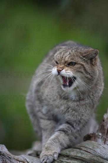 European wildcat (Felis silvestris) adult animal snarling, United Kingdom