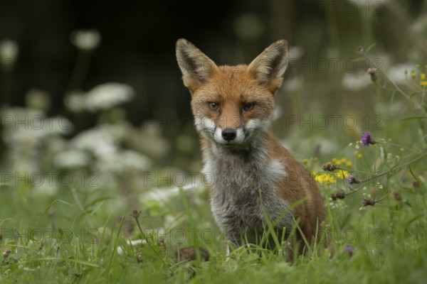 Red fox (Vulpes vulpes) juvenile baby cub animal in countryside grassland with wildflowers in summer, England, United Kingdom