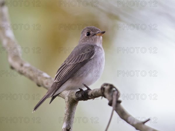 Asian Brown Flycatcher (Muscicapa dauurica), Sri Lanka