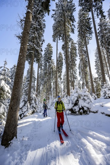 Ski tourers and snowshoe hikers in a snowy winter forest, ascent to the Teufelstättkopf, snow-covered mountain landscape, Ammergau Alps, Bavaria, Germany