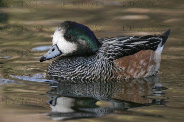 Chiloe Wigeon (Mareca sibilatrix), Arizona, USA
