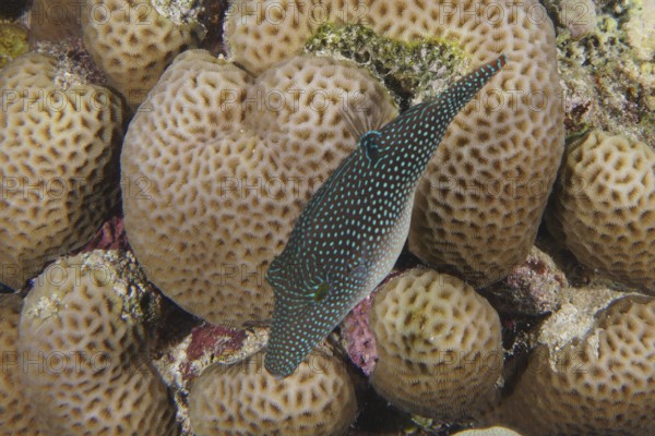 Red Sea Pufferfish (Canthigaster margaritata)