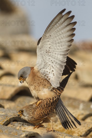 Lesser Kestrel (Falco naumanni), pair mating, Castile-La Mancha