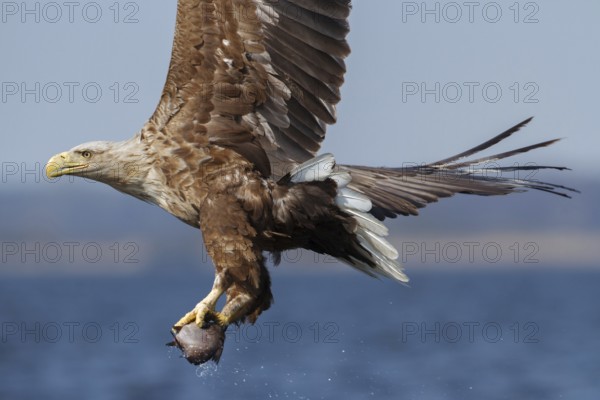White-tailed Eagle (Haliaeetus albicilla) flying, Poland