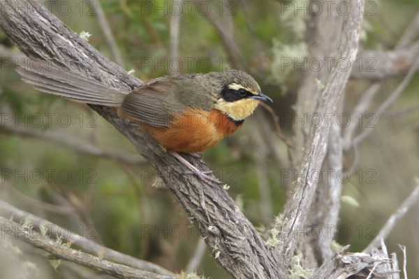 Olive-crowned Crescent-chest (Melanopareia maximiliani) perched on a branch in Bolivia, South America
