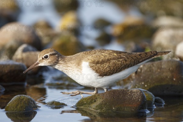 Common Sandpiper (Actitis hypoleucos) foraging, Greece