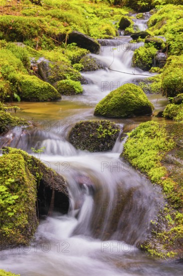 Little creek in the Bavarian Forest Nationalpark. Flowing water, little cascades, mossy stones and fresh green vegetation