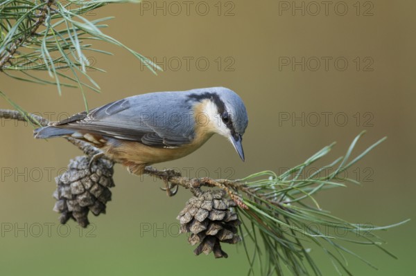 Eurasian Nuthatch (Sitta europaea), Rhineland-Palatinate, Germany