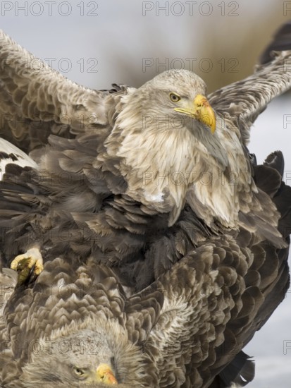 White-tailed Eagle (Haliaeetus albicilla) pair mating, Mecklenburg-Western Pomerania, Germany