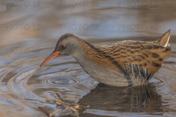 Water Rail (Rallus aquaticus) runs along the water's edge in a moor. The sun illuminates the landscape and birds search for food. Bas Rhin, Alsace, France