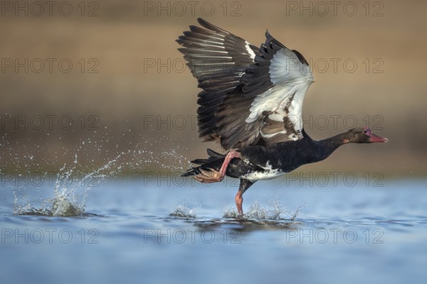 Spur-winged Goose (Plectropterus gambensis) taking flight, Gauteng, South Africa