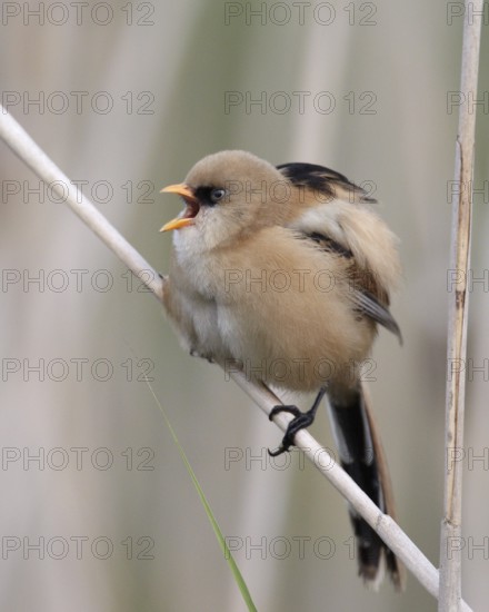 Bearded Reedling (Panurus biarmicus) juvenile, Mecklenburg-Western Pomerania, Germany