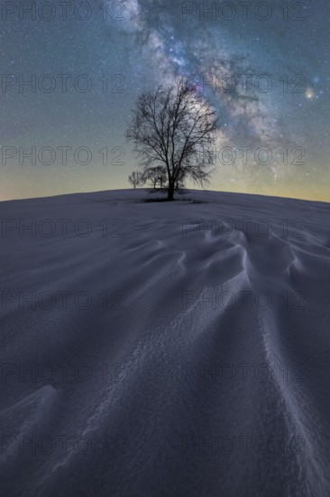 A solitary tree stands on a snow-covered hill under a vibrant night sky in Iceland The Milky Way arcs above, illuminating the serene winter landscape