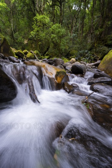 Mhlwazini River flows through thick forest, original mountain forest, Rainbow Gorge, Ukhahlamba-Drakensberg Park, KwaZulu-Natal, Drakensberg Mountains, South Africa