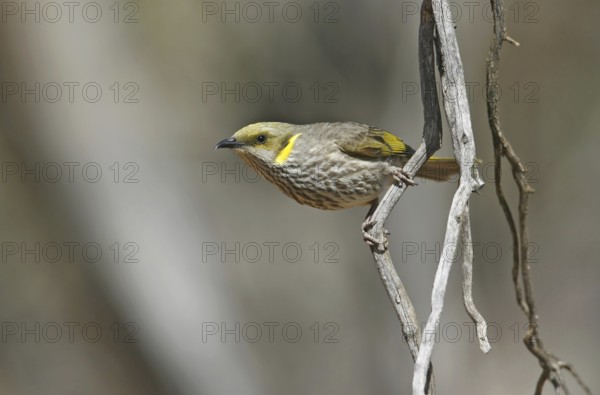Yellow-plumed Honeyeater (Ptilotula ornata), Victoria, Australia